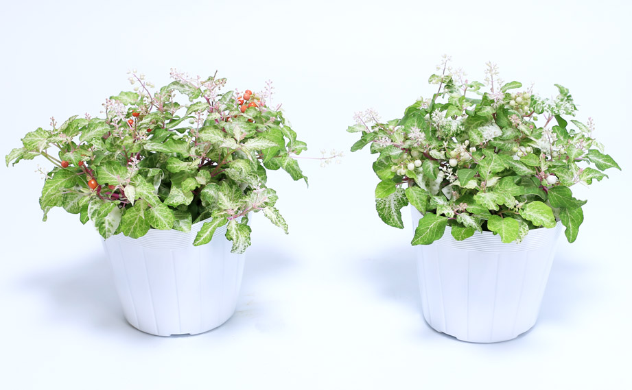 ジュズサンゴ　絣(かすり)<