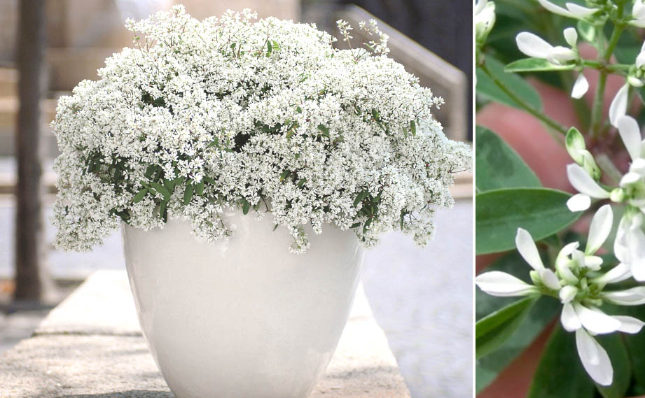 ユーフォルビア　ダイアモンドスター<