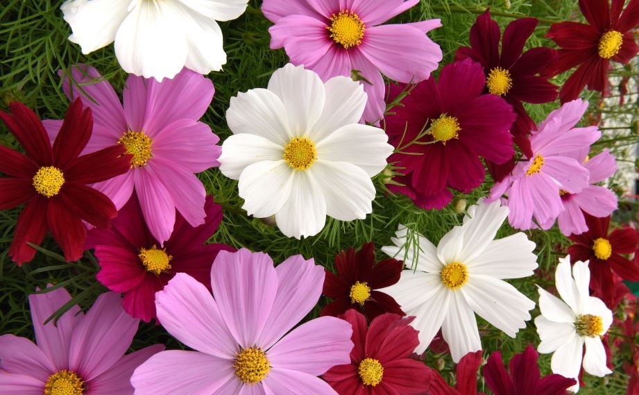 コスモス　ソナタ シリーズ<