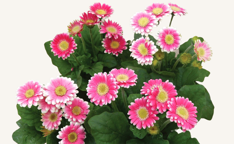 ガーベラ フロリラインマイクロ　マルガリータ<