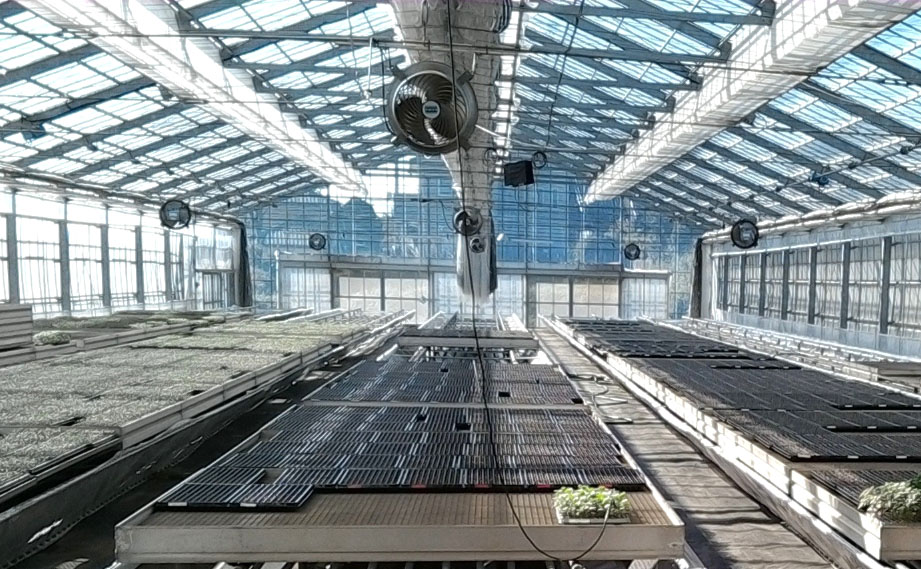 野菜接ぎ木苗　群馬農場<