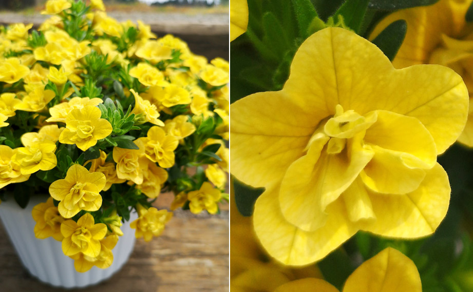 カリブラコア　カリーダブル<