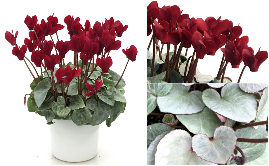 シクラメン　スノーショコラ<