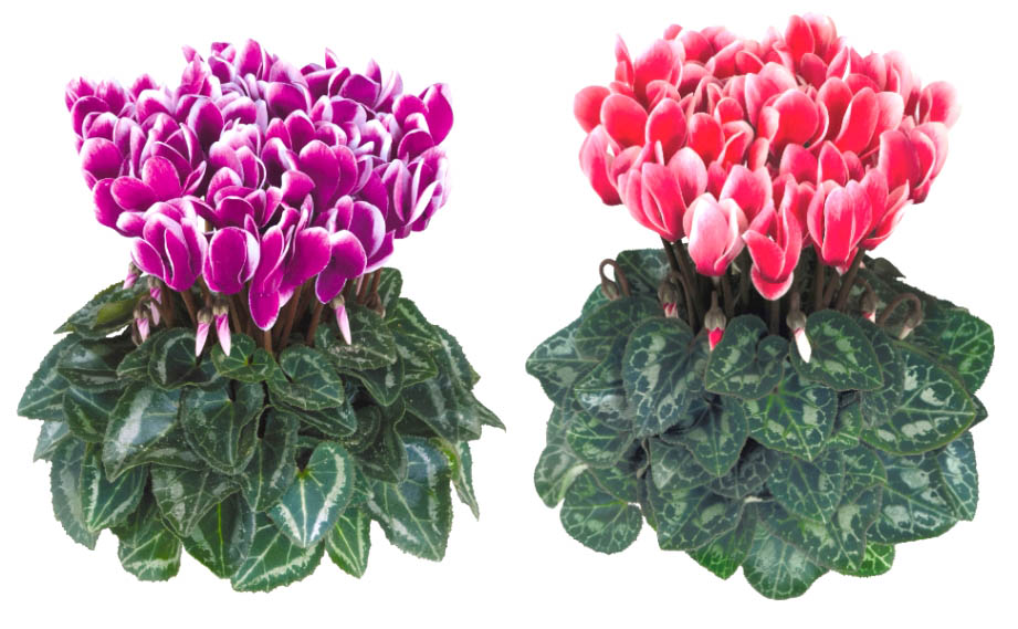 シクラメン F1　メティス ファンタジア シリーズ<