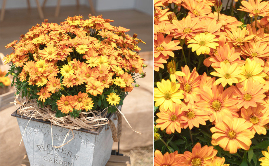 オステオスペルマム　キャンディフィールズ シリーズ