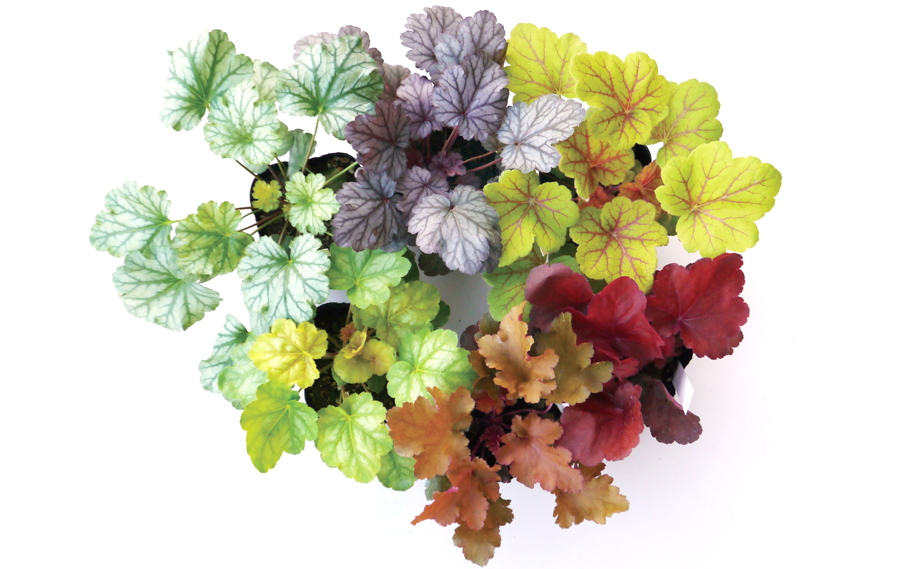 ヒューケラ　プレミアムコレクション<