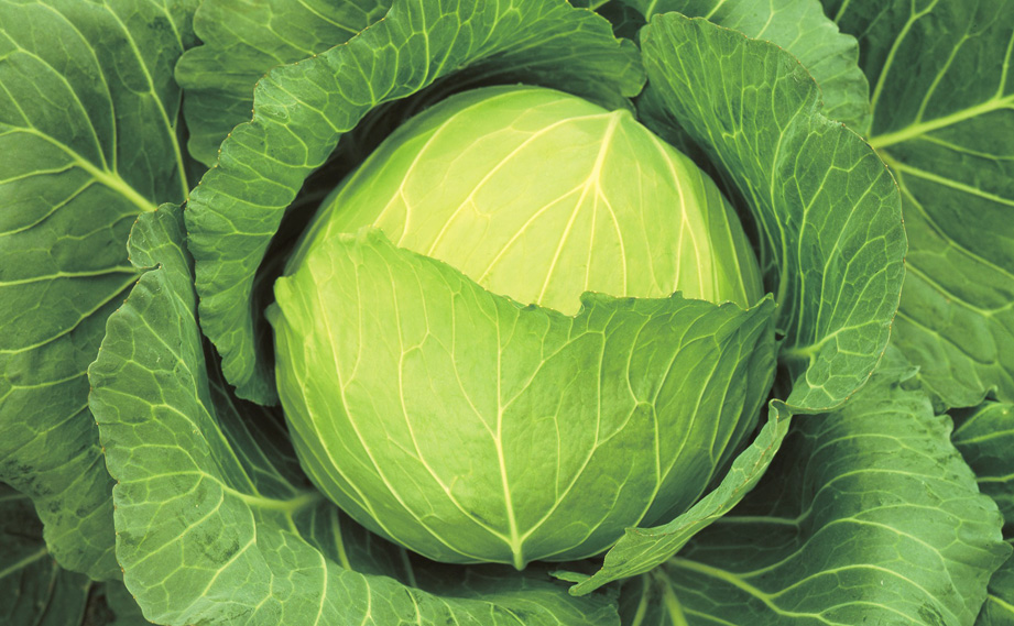 キャベツ　いろどり<