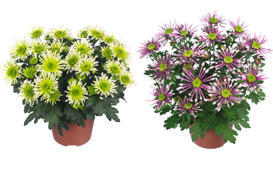 ポットマム　スプラッシュ シリーズ<