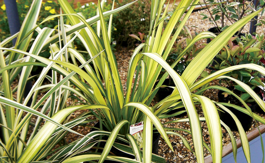 フォーミューム<