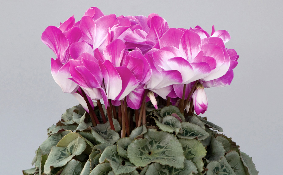 シクラメン　プルマージュ シリーズ<