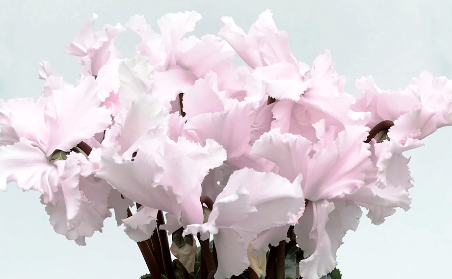 シクラメン　松尾フリンジ シリーズ<