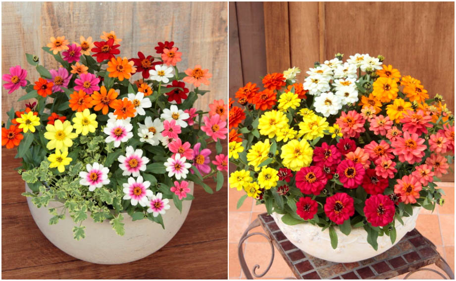 ジニア　プロフュージョン シリーズ<