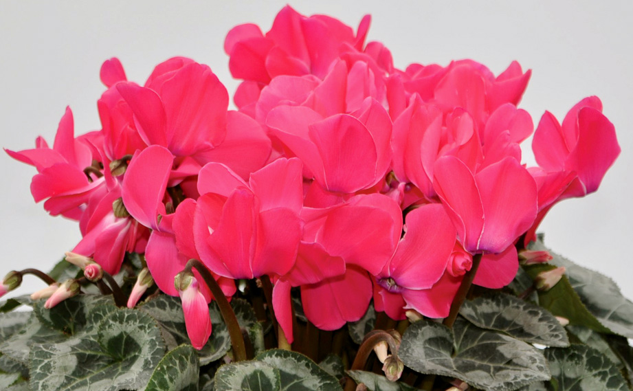 シクラメン　細金パステル シリーズ<