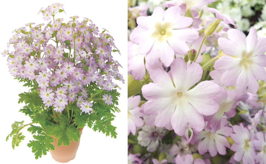 プリムラ　雲南サクラソウ チュチュオーロラ<