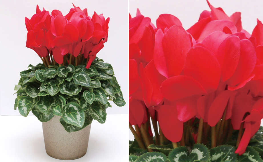 シクラメン F1　大輪ハイブリッジ・レッド<