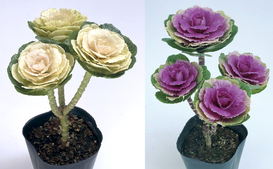 ハボタン プラチナケール F1　ルシール系<