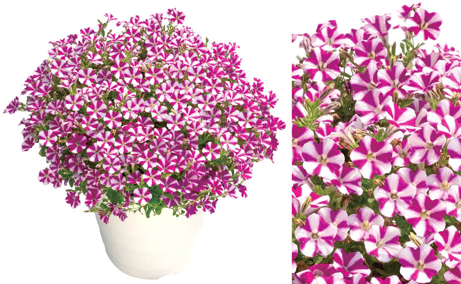 ペチュニア　スーパーチュニア<