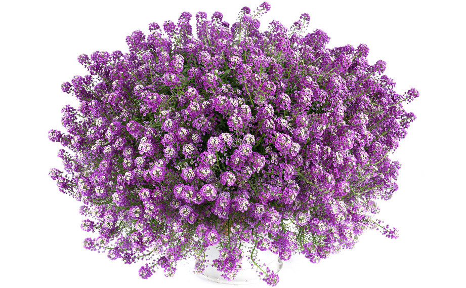 ロブラリア(アリッサム)　ストリーム<