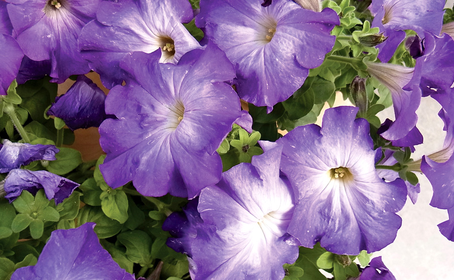 ペチュニア　ソフィスティカ コレクション<