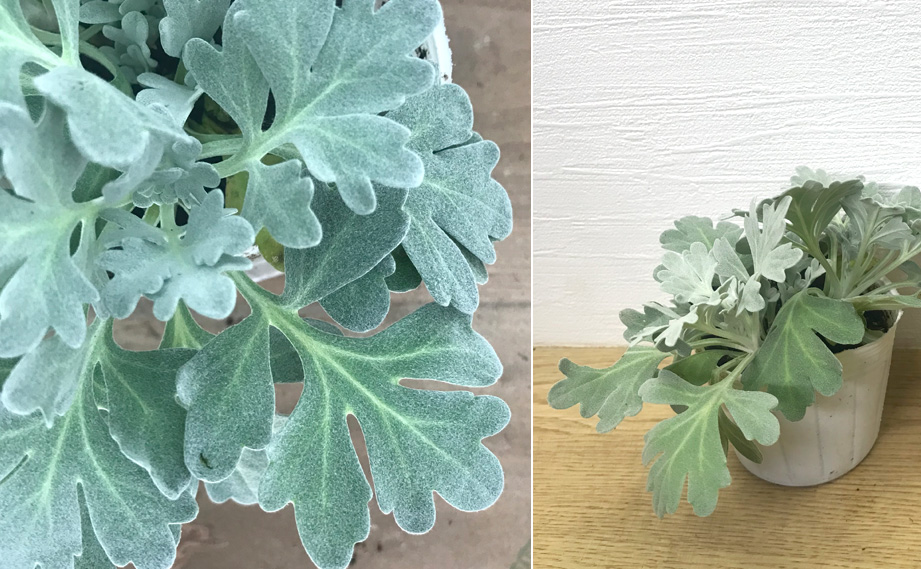 アルテミシア　モリスストレイン<