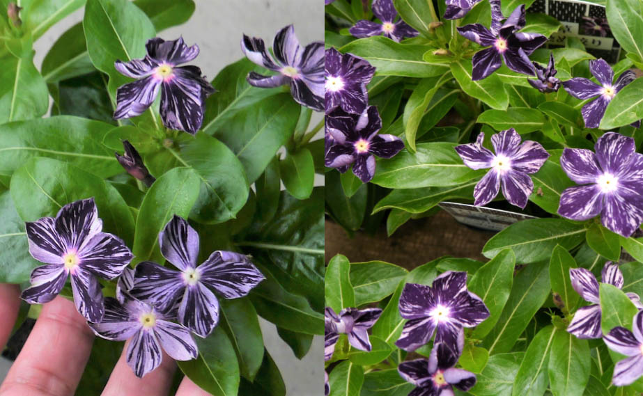 ビンカ 万葉の美　藍染め絞り<