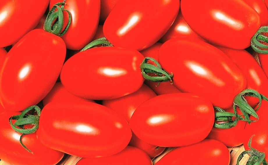 ミニトマト　アイコ シリーズ<