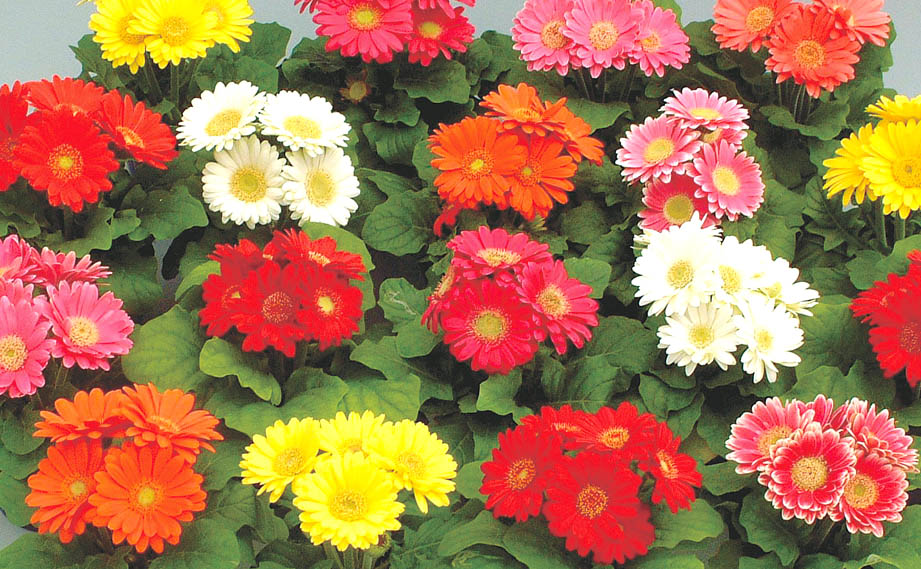 ガーベラ　ハヤカワミニ<