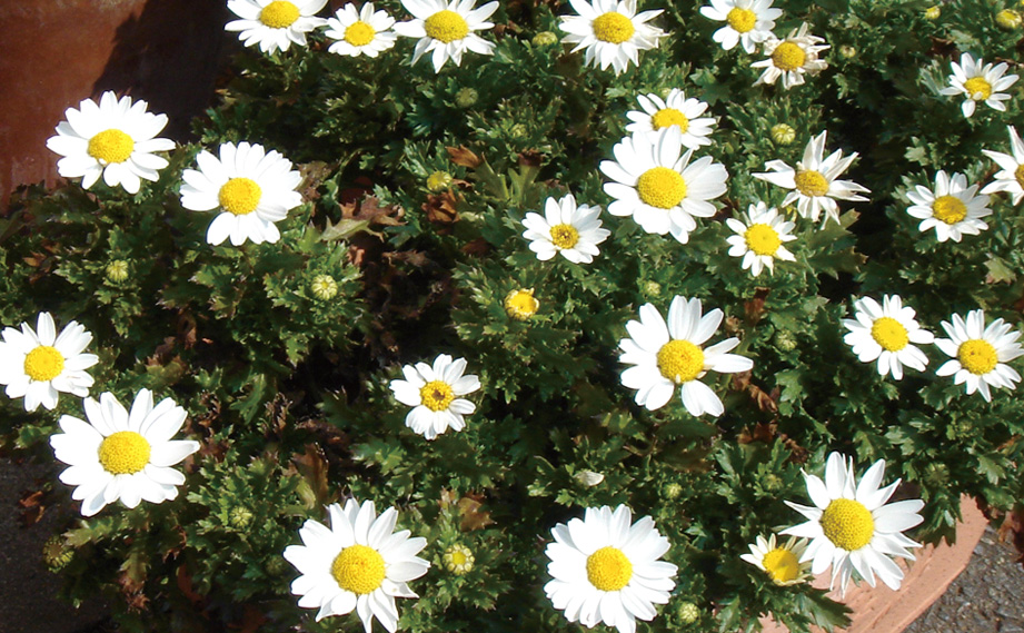 クリサンセマム パルドーサム　ホワイトエンジェル<