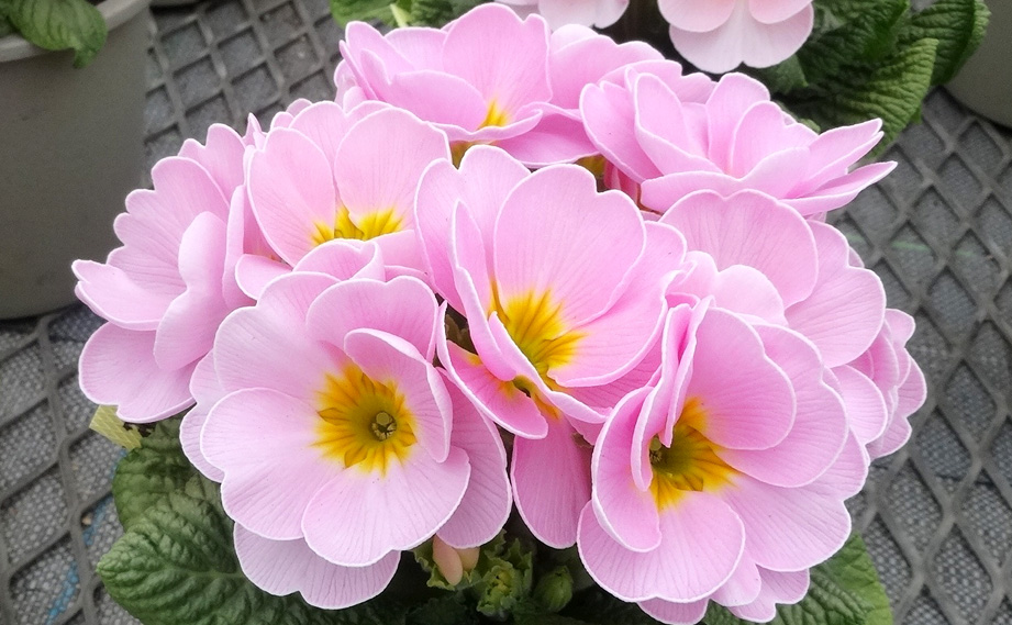 プリムラ　さくらさくら