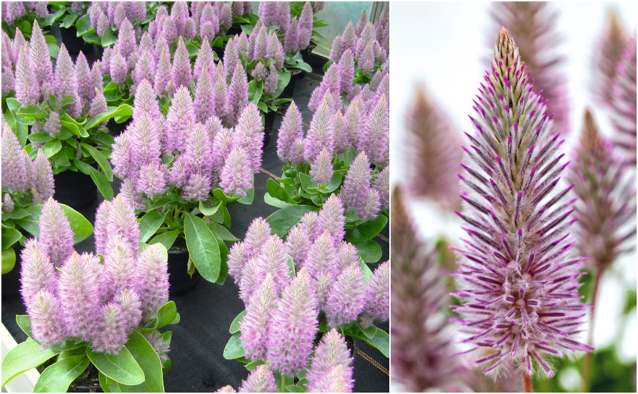 プチロータス　ジョーイ<