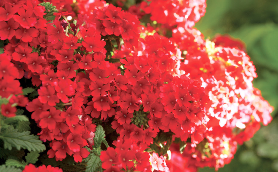 バーベナ　エストレラ<