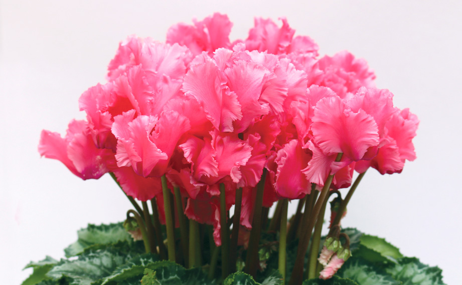 シクラメン F1　レジーナ シリーズ<