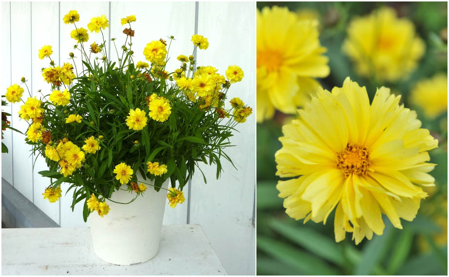 コレオプシス　リーディングレディ シャーリーズ<