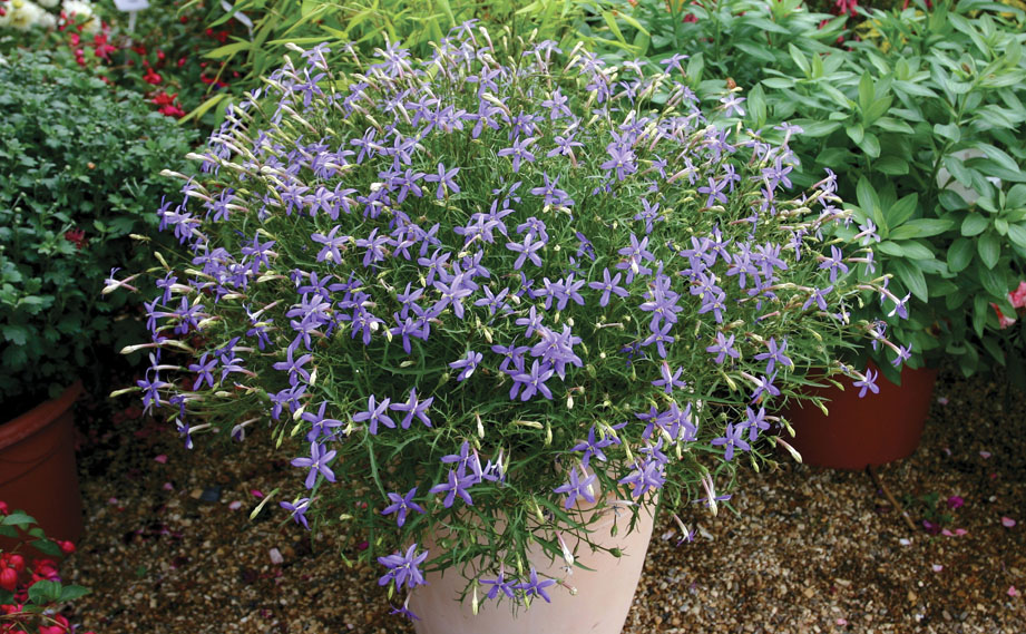 イソトマ F1　アバンギャルド シリーズ<