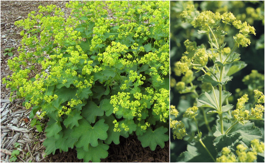 アルケミラ　スリラー<