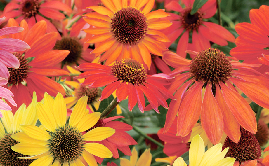 エキナセア　シャイアントスピリット<