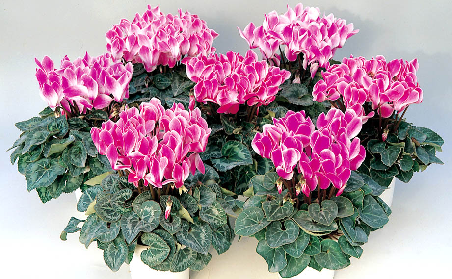 シクラメン F1　オーロラ シリーズ<