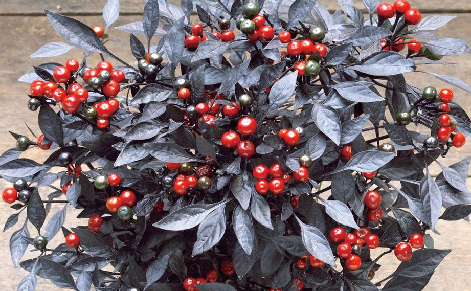 カプシカム　オニキスレッド<