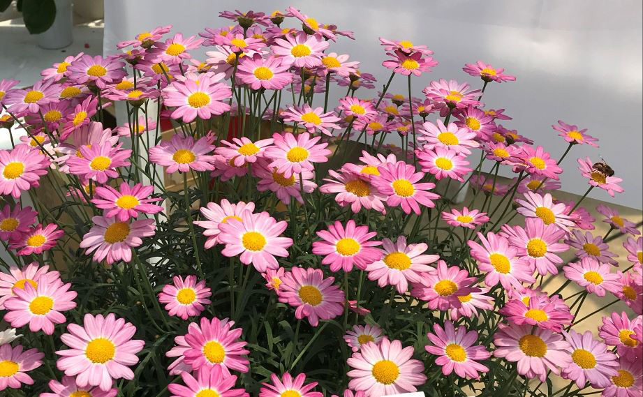 マーガレット　バブルガムブラスト