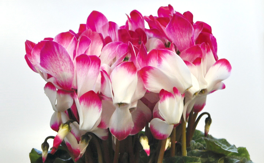 シクラメン　ラパン シリーズ<