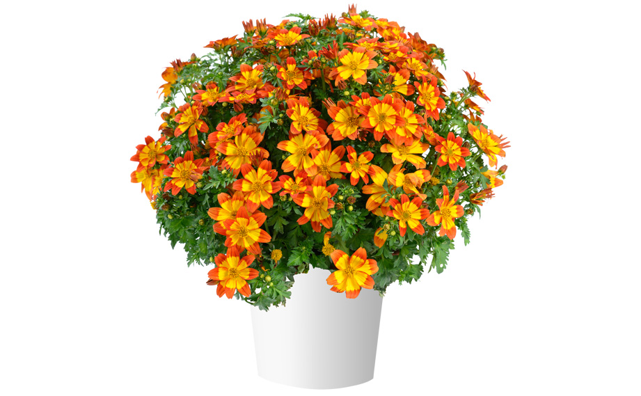 ビデンス　ブレイジングフレイム<