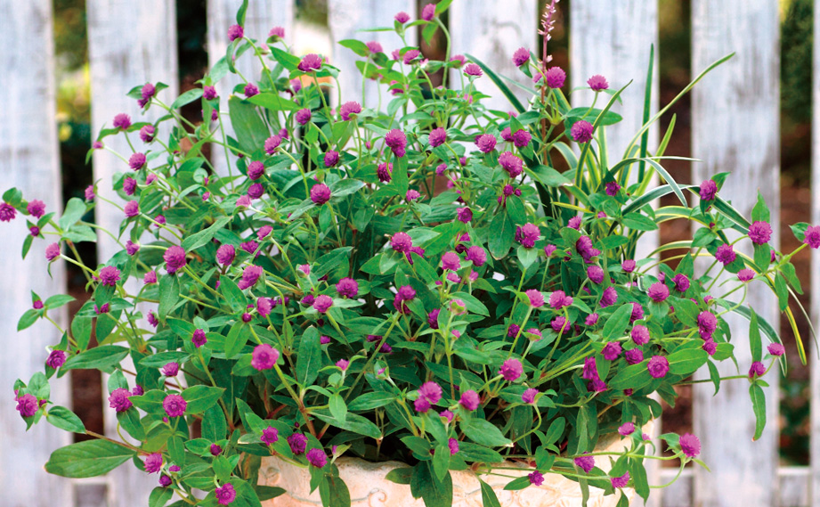 センニチコウ グロボーサ　ちなつ シリーズ<