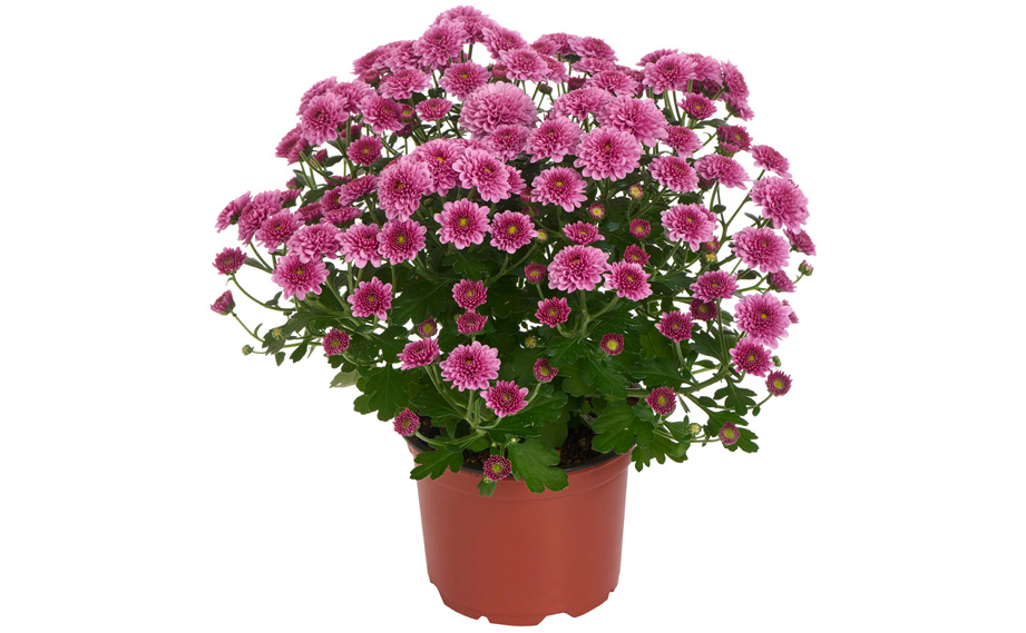 ガーデンマム　アレクシア シリーズ<