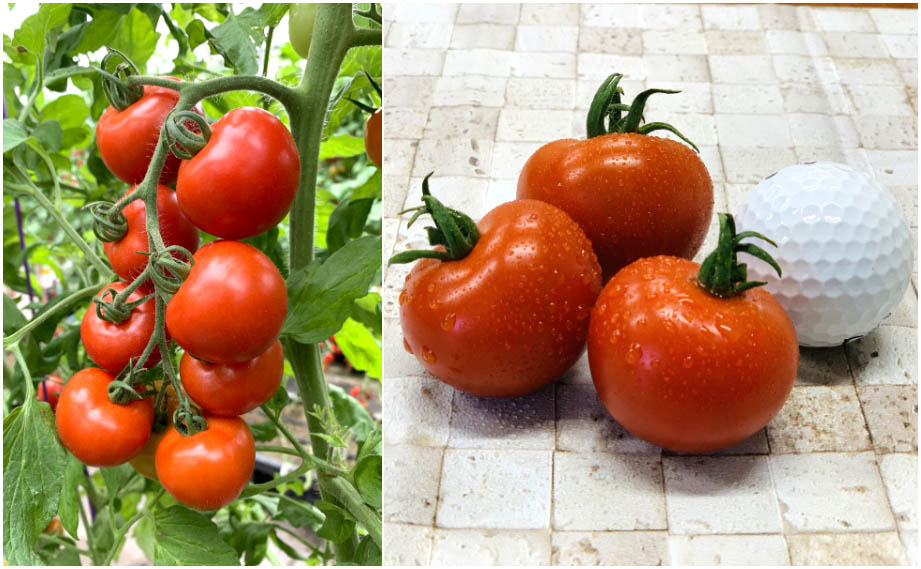 中玉トマト　ドルチェレッド ミディ<