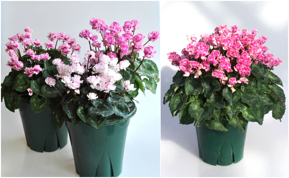 シクラメン　フェアリーピコ プチダブル フリンジエッジ系ミックス<