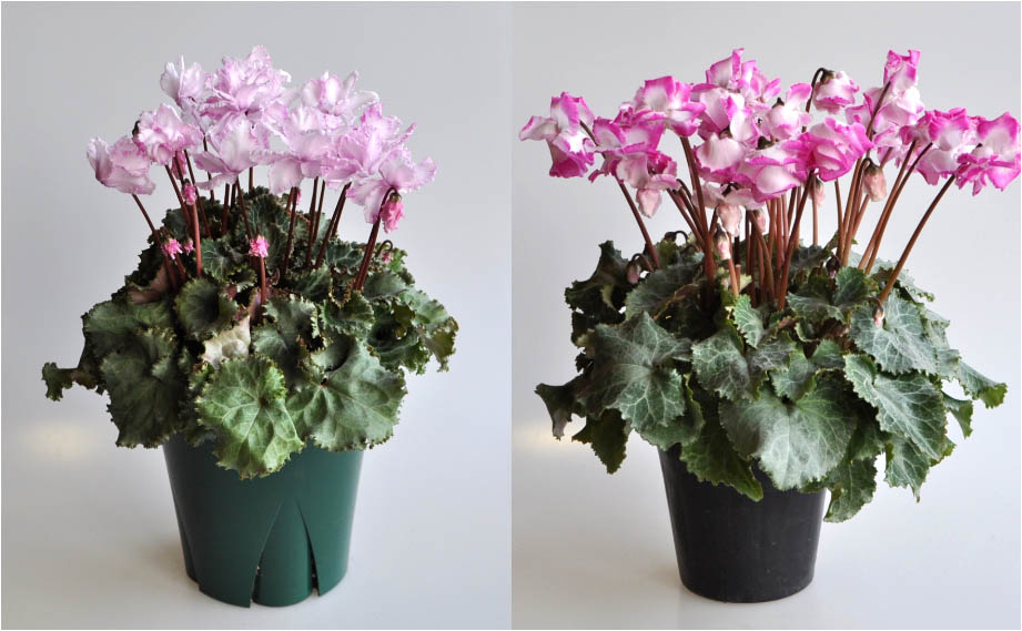 シクラメン　フェアリーピコ ミディダブルフリンジ シリーズ<