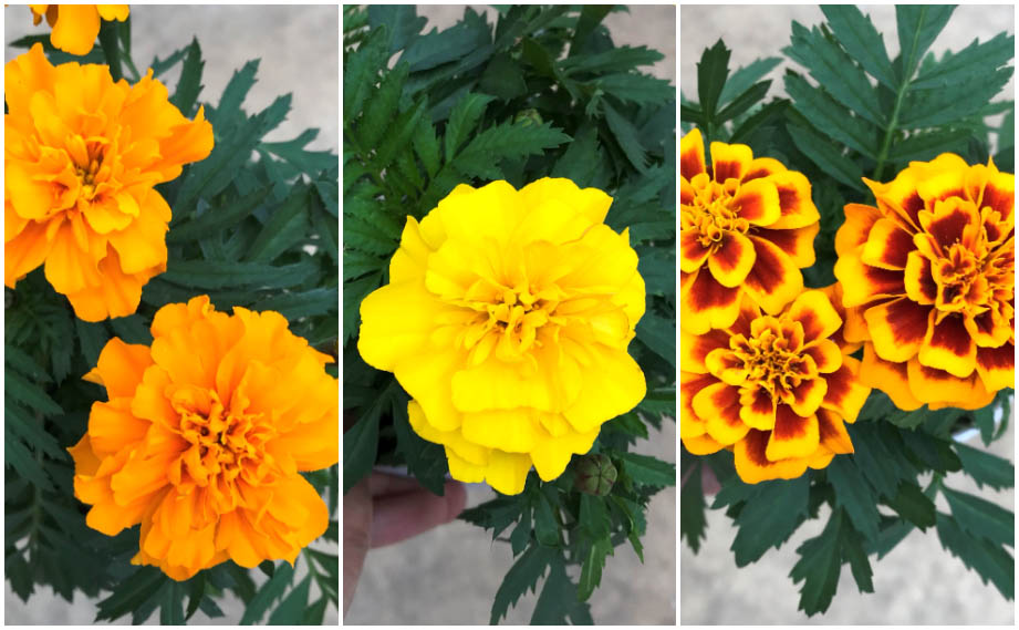 マリーゴールド フレンチ　スーパーヒーロー シリーズ<