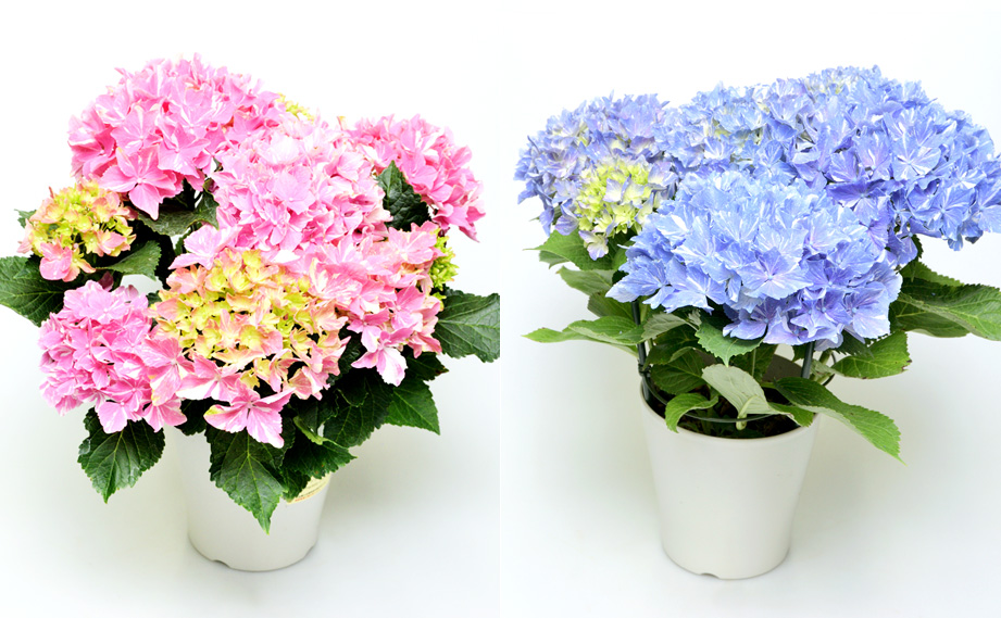 ハイドランジア　ミューズファクトリー No.10 流星<