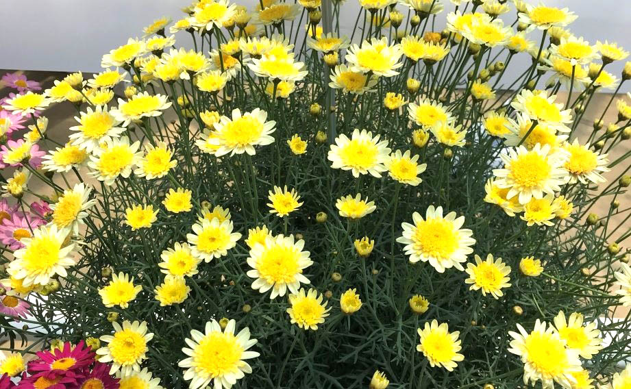 マーガレット　ソレミオ