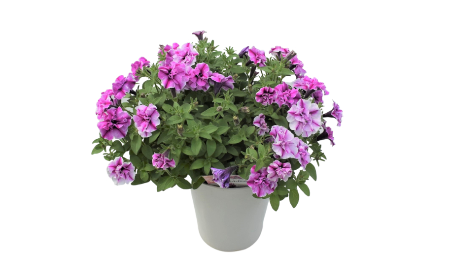 ペチュニア 万葉の美　桃ふたえ<